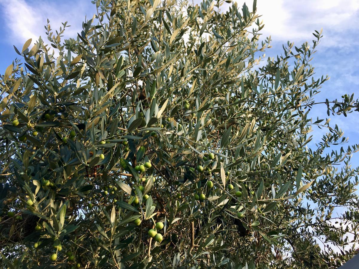 C'Era Una Volta Podere San Giovanni Fossacesia Zewnętrze zdjęcie